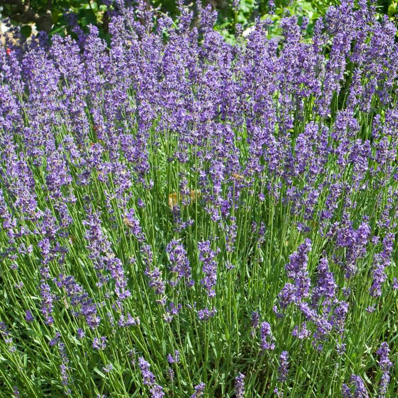 Semillas De Lavanda Ecológicas