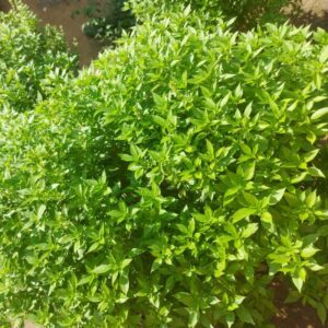 Semillas de Albahaca Limón