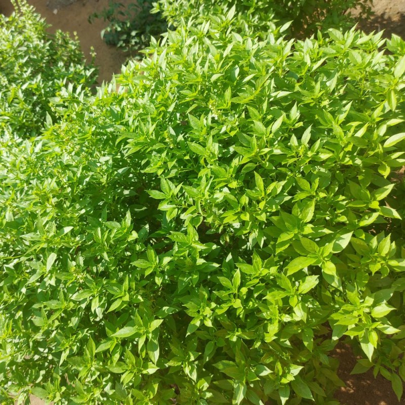 Semillas de Albahaca Limón